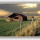 Abends unterwegs in den Wiesen