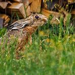 "Abends vor'm Holzstoss" - kam noch Besuch