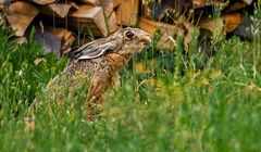 "Abends vor'm Holzstoss" - kam noch Besuch