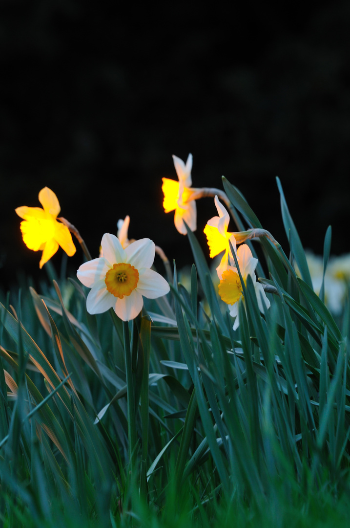 Abends wenn die Blumen leuchten