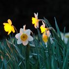 Abends wenn die Blumen leuchten