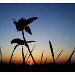 "ABENDS, WENN ES DUNKEL WIRD"