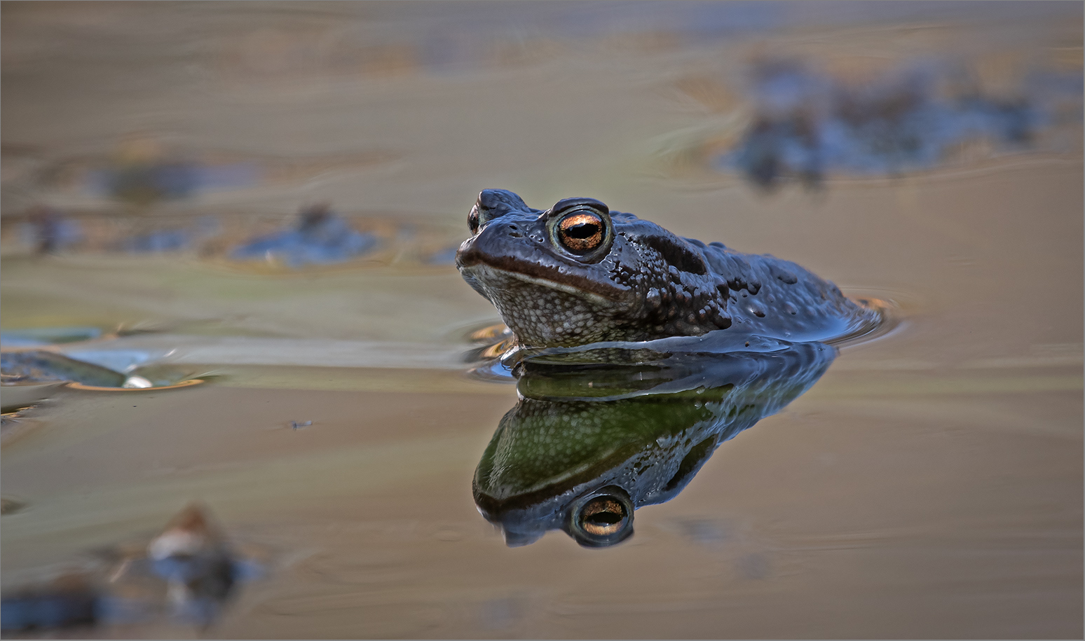 Abends, wenn es ruhig wird am Teich   . . .