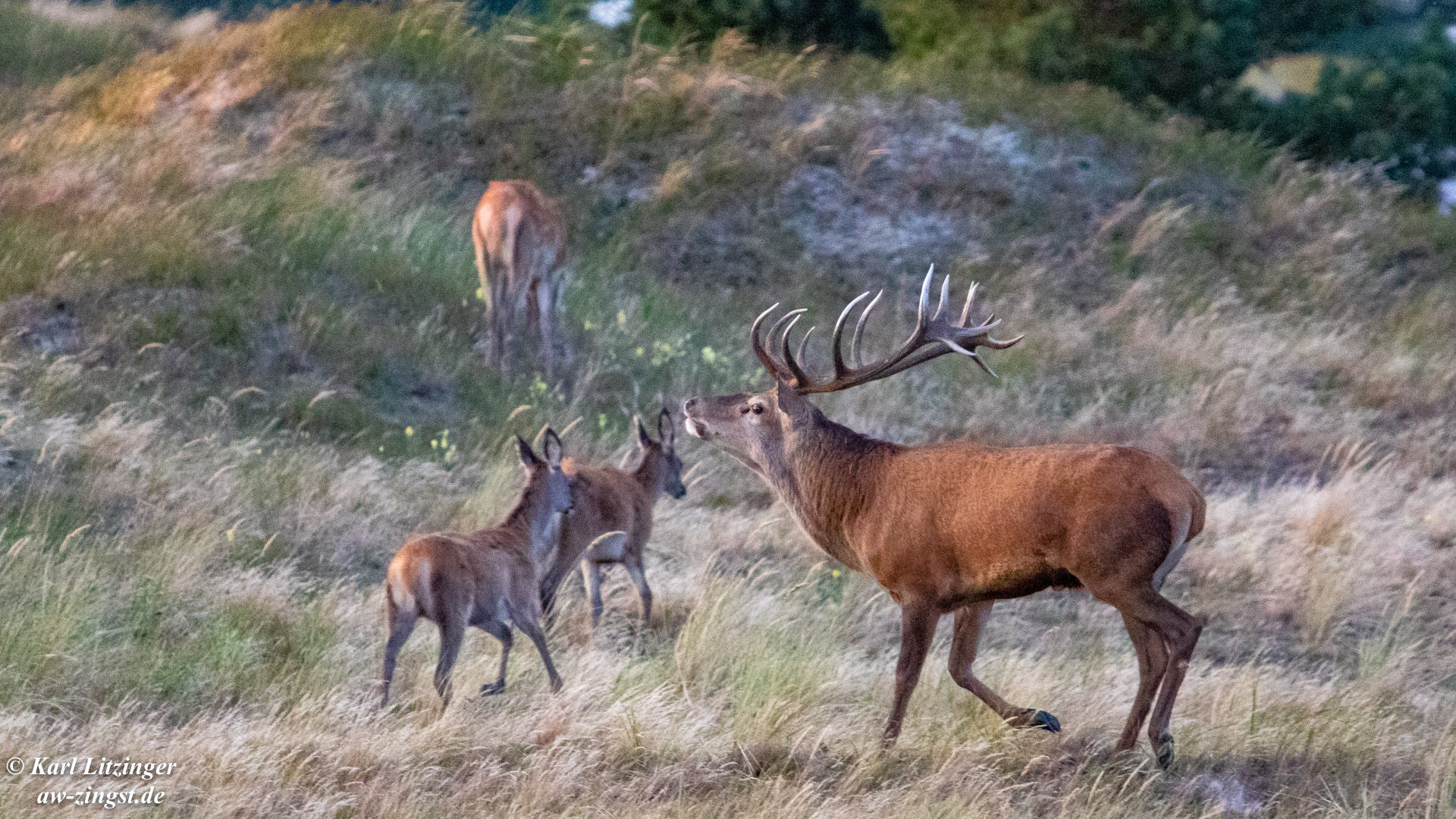 Abends zur Hirschbrunft am Darßer Ort.