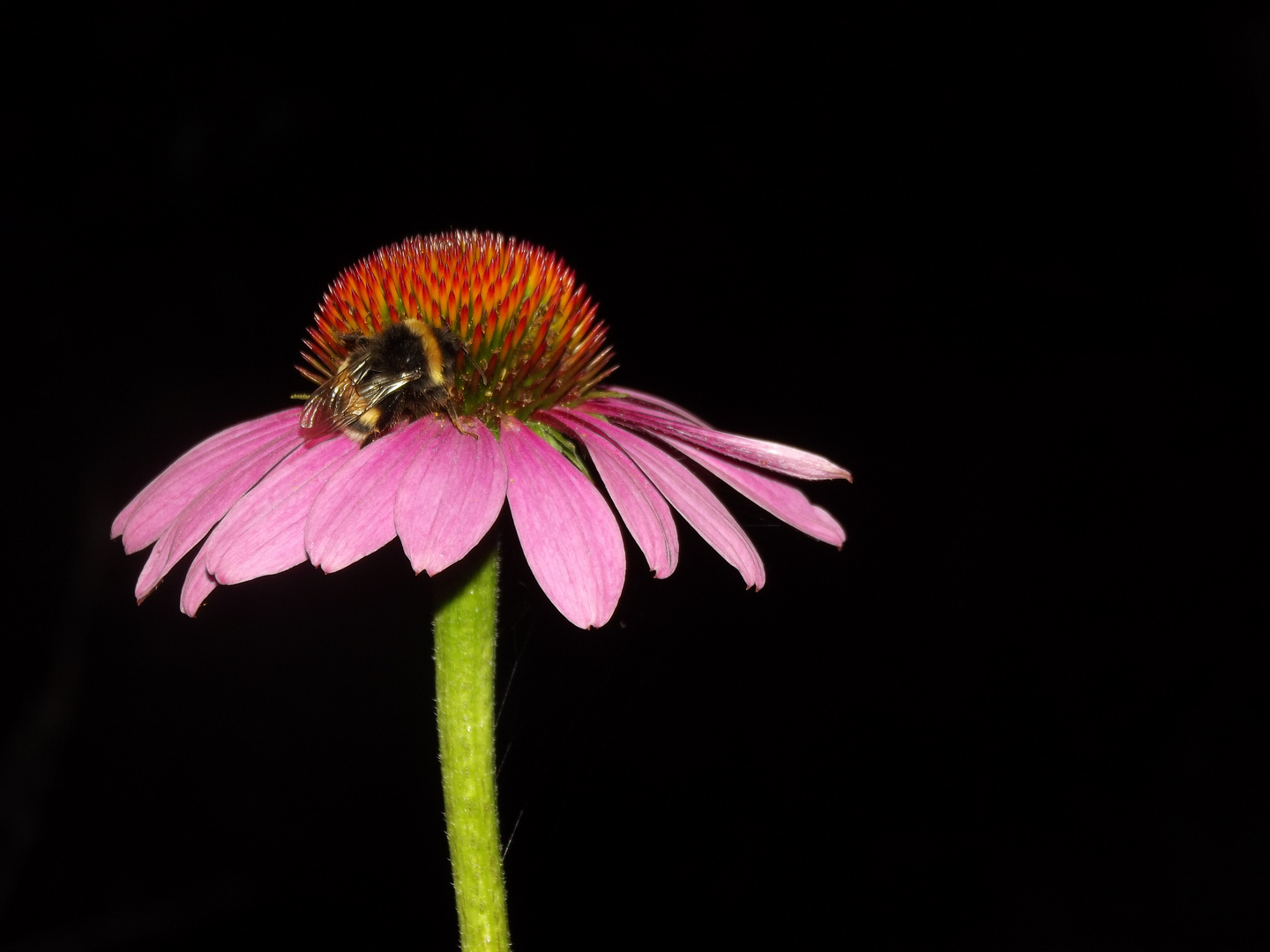 Abendsblume