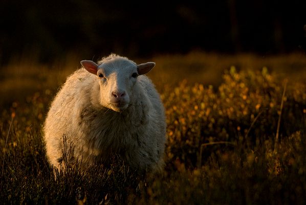 Abendschaf