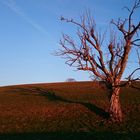 Abendschatten