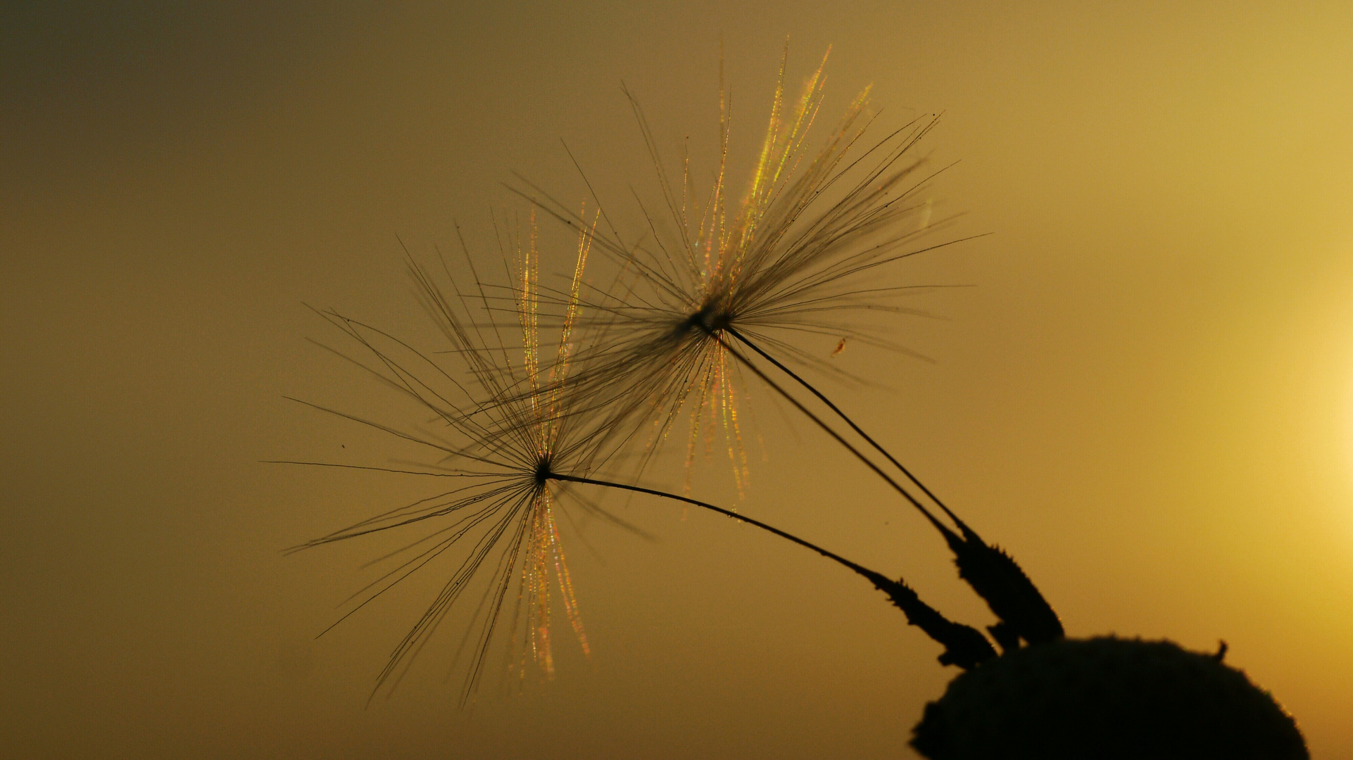 Abendschirmchen