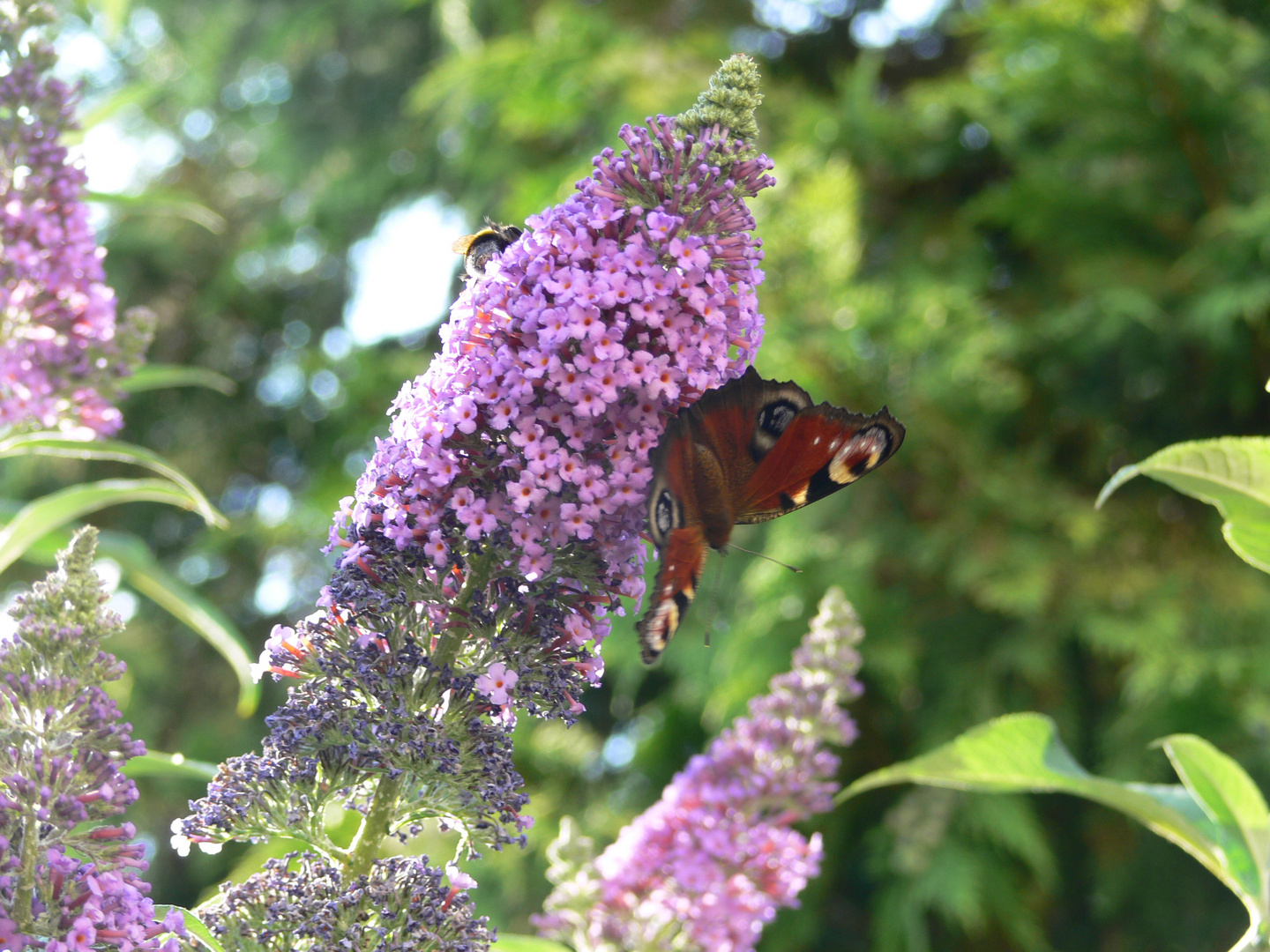 Abendschmetterling