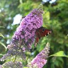 Abendschmetterling