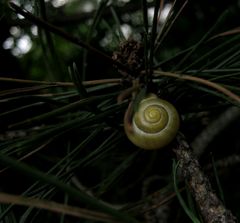 Abendschnecke...