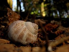 Abendschnecke im Wald