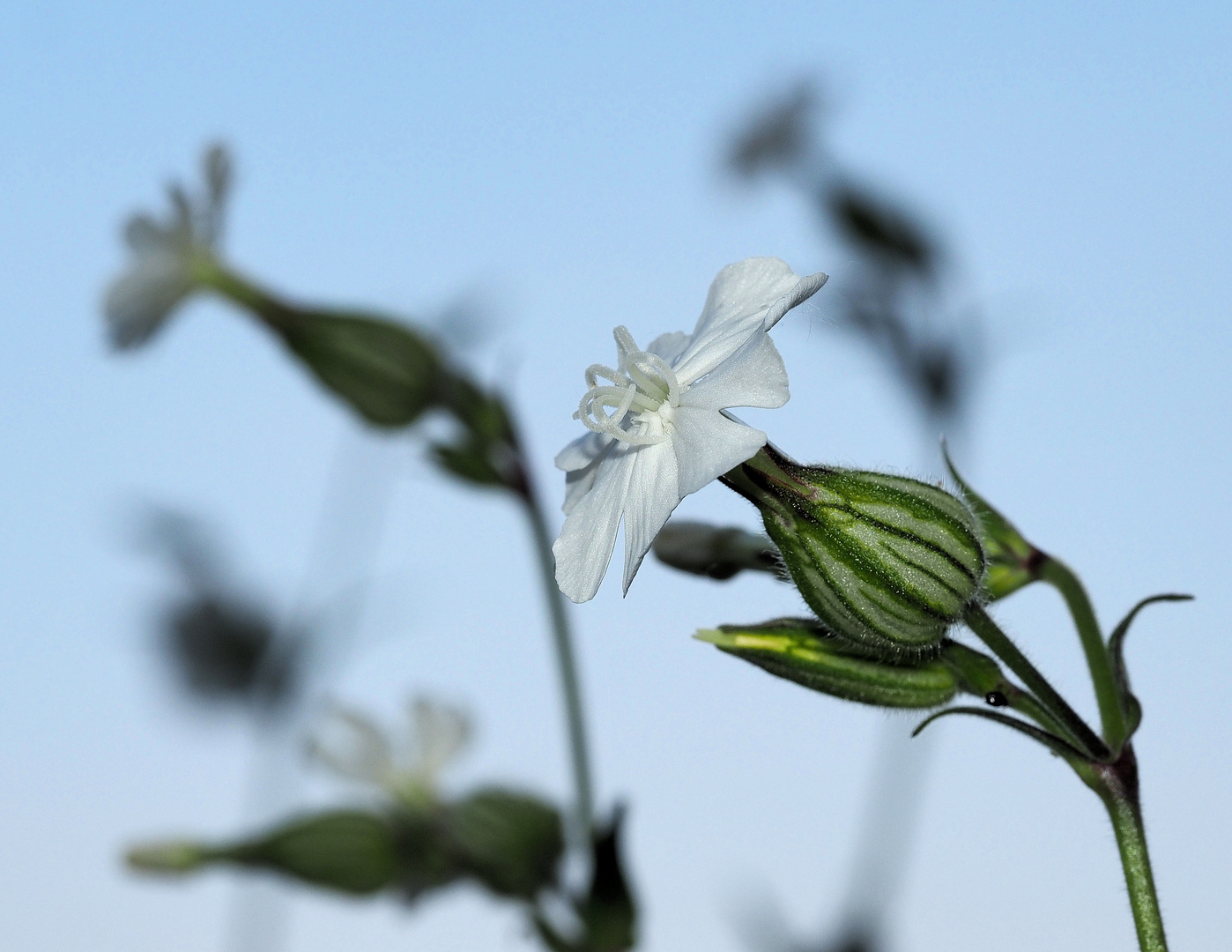 Abendschönheit…