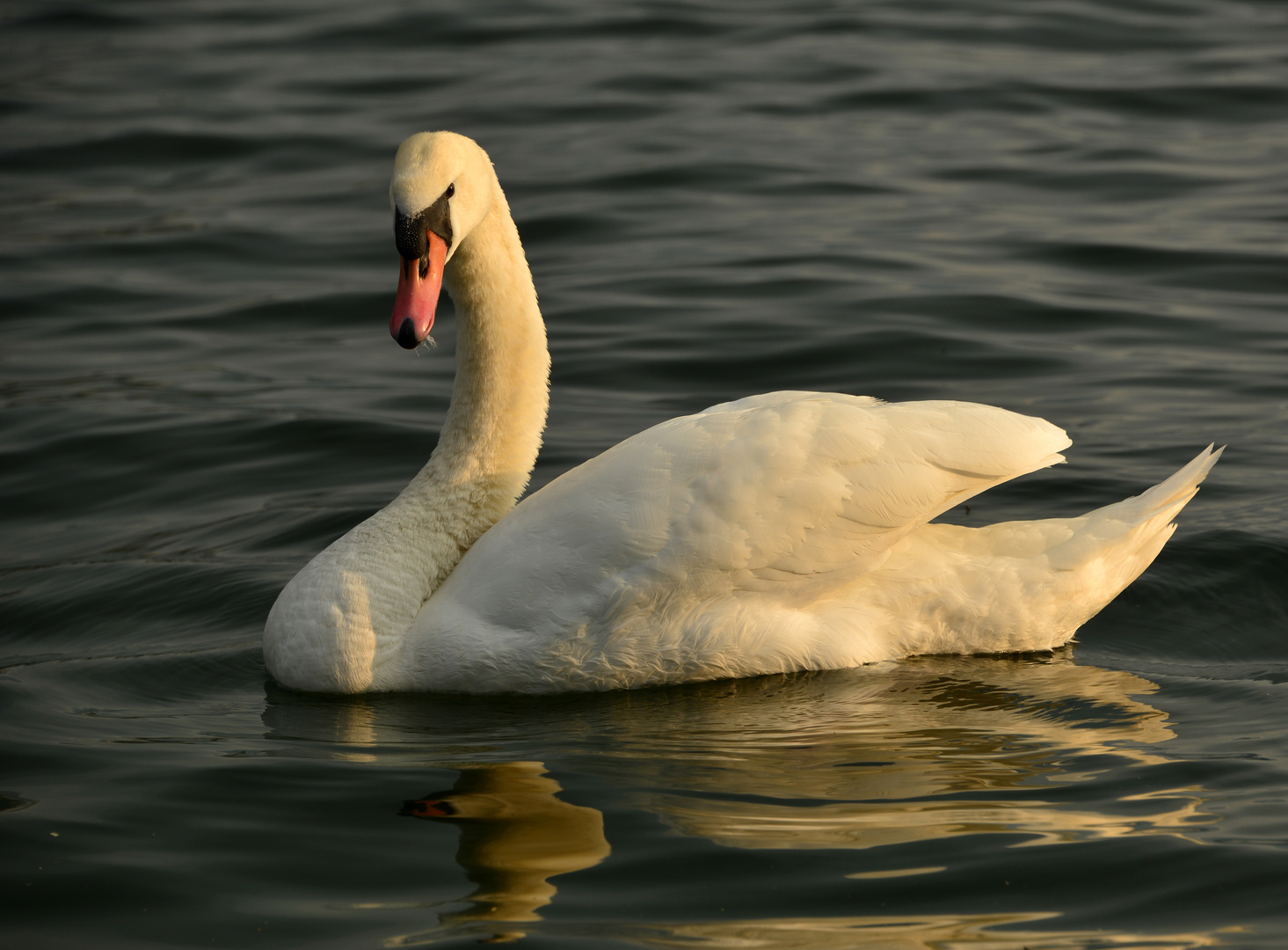 Abendschwan