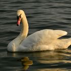 Abendschwan