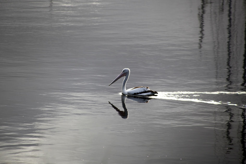 Abendschwimmen