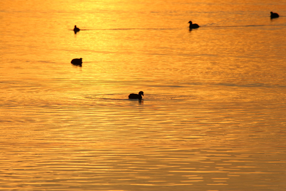 Abendschwimmen