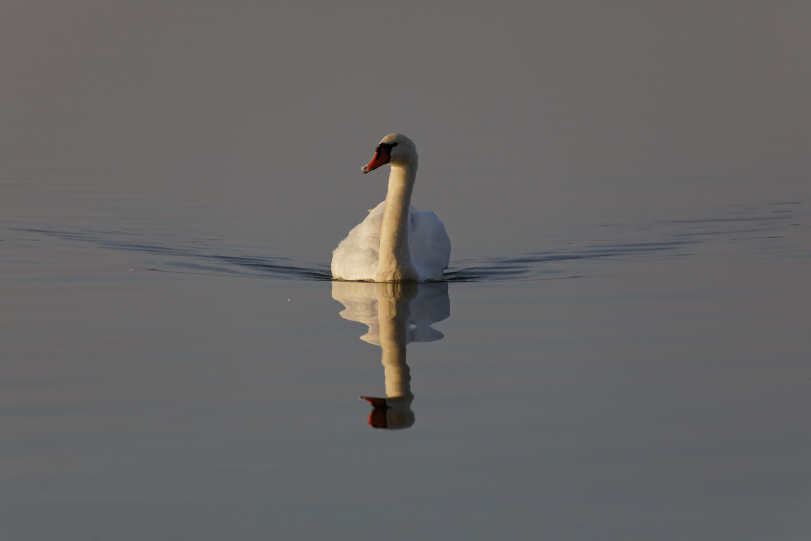 Abendschwimmen