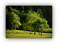 abends.grün