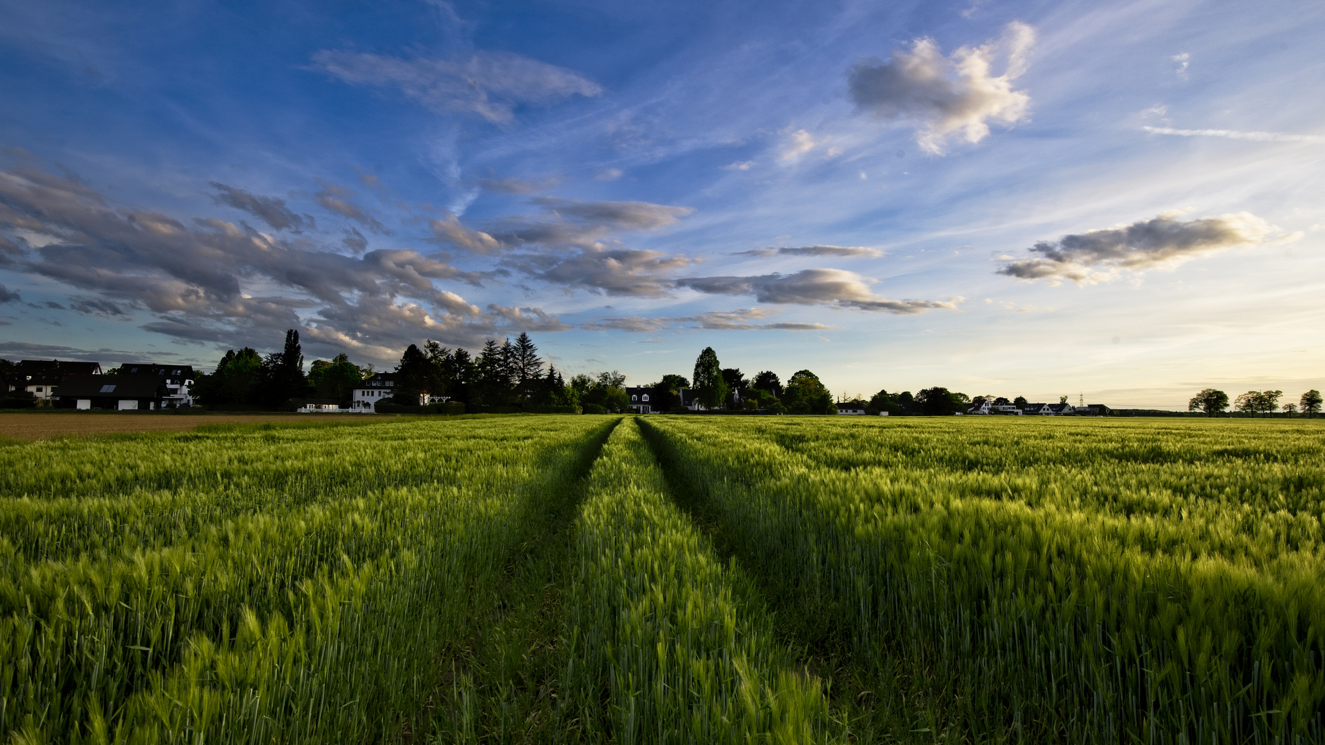 abends_im_Feld