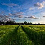 abends_im_Feld