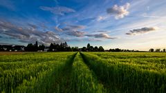 abends_im_Feld