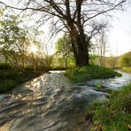 Abendslicht an Schmiechenbach.