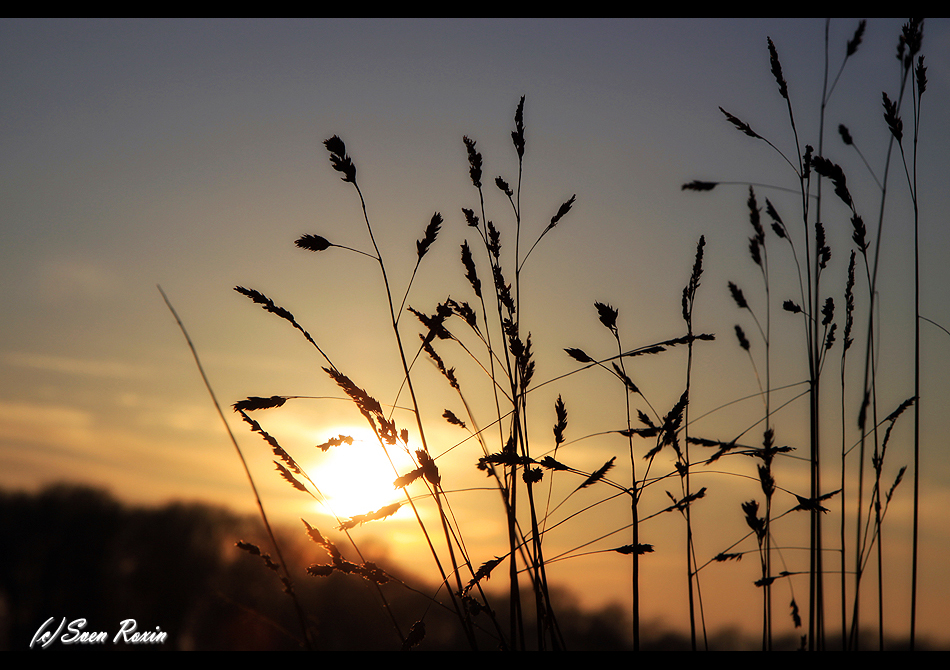 Abendsonne