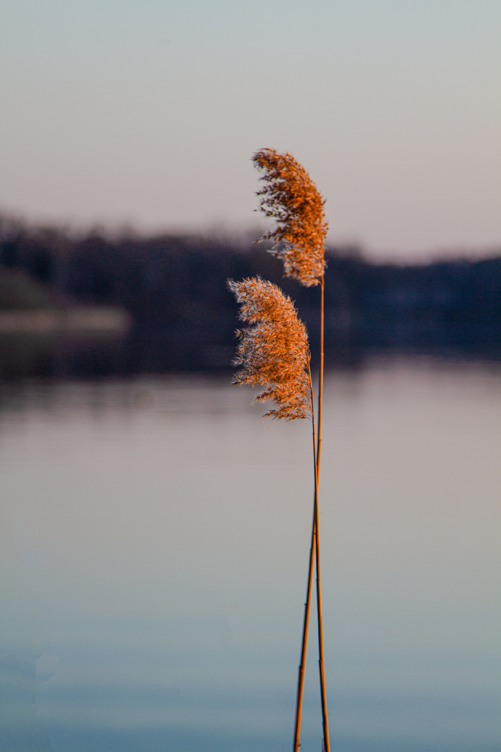 Abendsonne