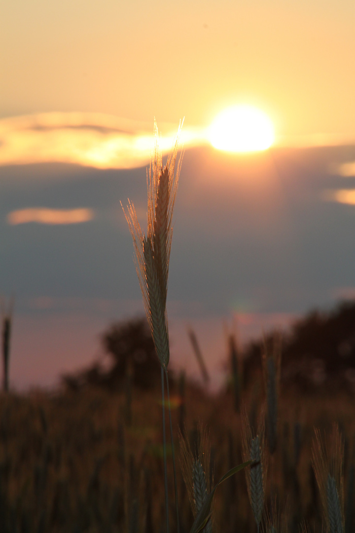 Abendsonne