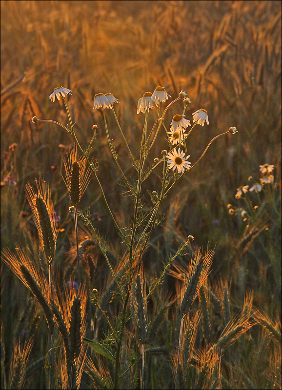 Abendsonne