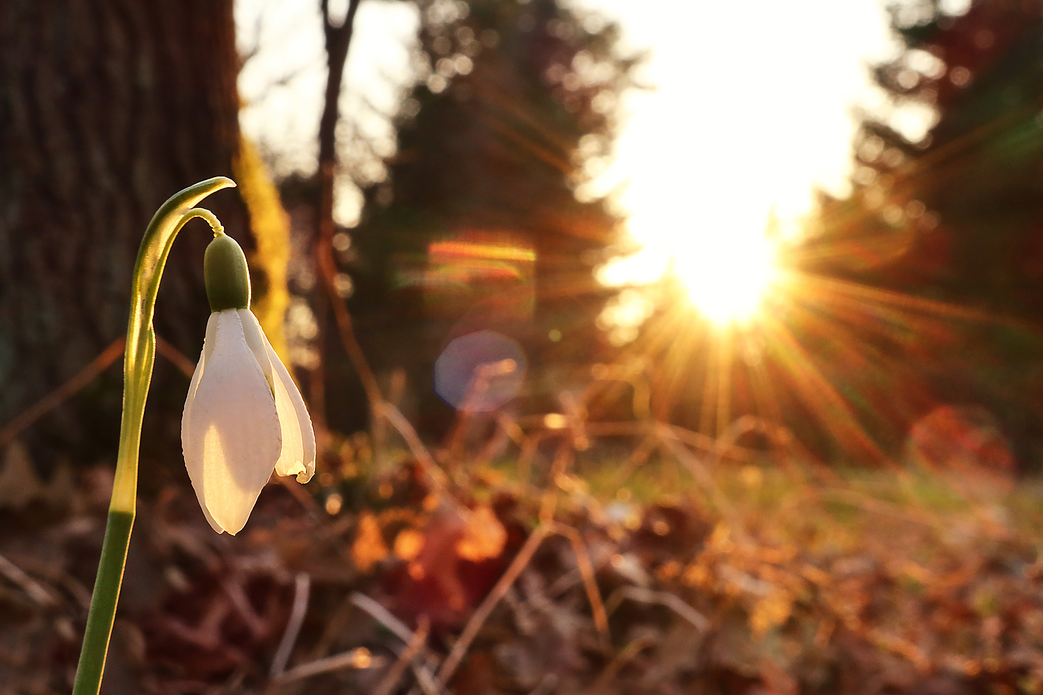 * Abendsonne *