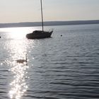 Abendsonne am Ammersee