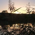 Abendsonne am Badesee