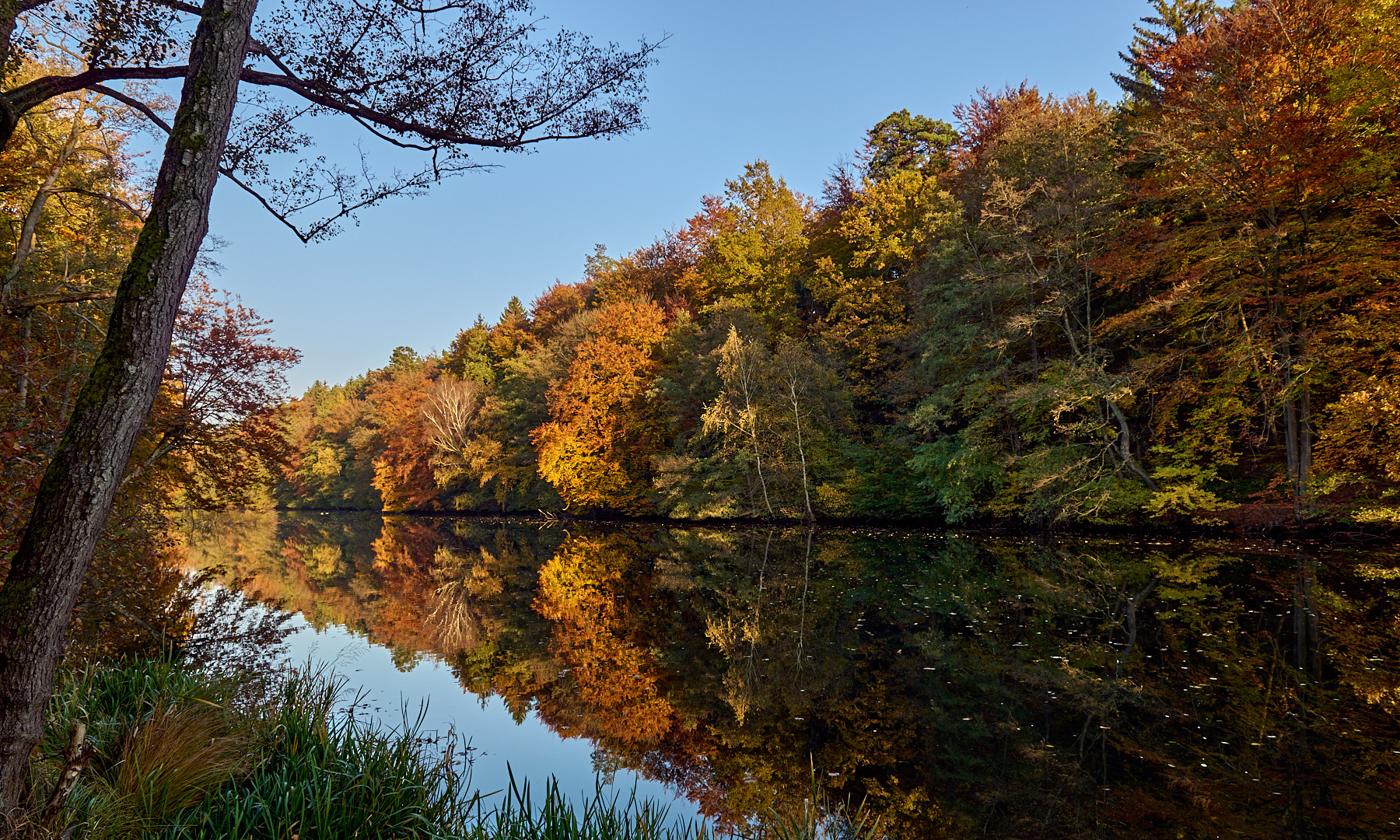 Abendsonne am Blechhammerweiher, auch Hammerwoog genannt...