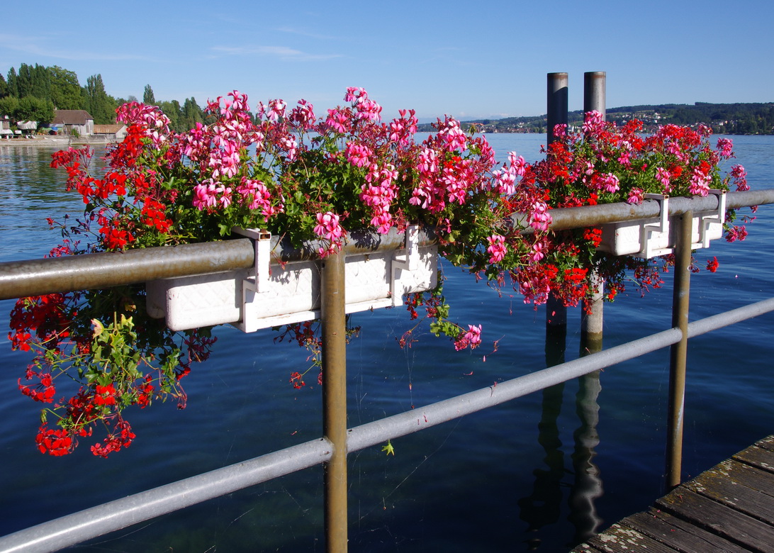 Abendsonne am Bodensee