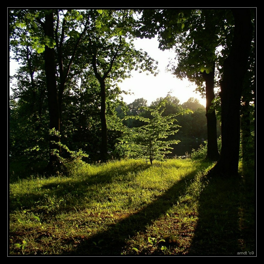 Abendsonne am Ellernteich in Rastede