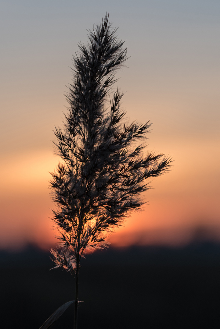 Abendsonne am Feldrand