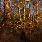 Abendsonne am Feuerberg