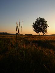 Abendsonne am Kornfeld