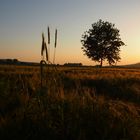 Abendsonne am Kornfeld