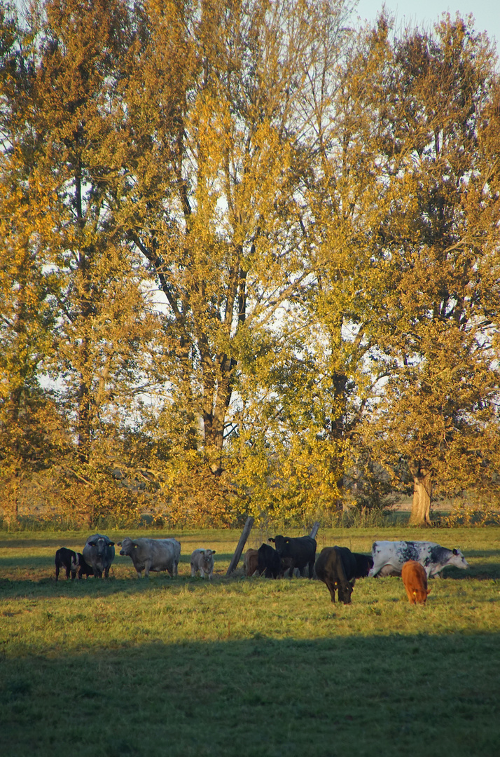 Abendsonne am Kranich-Rastplatz Linum (3)