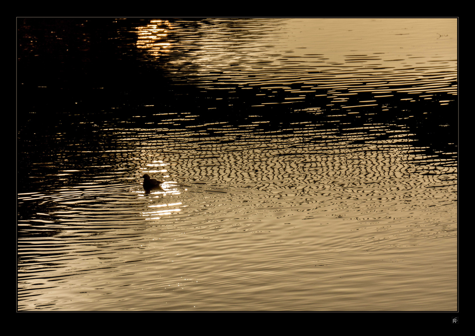 Abendsonne am Neckar