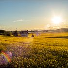 Abendsonne am Rapsfeld