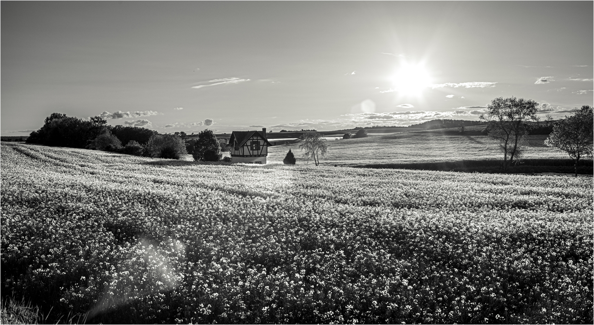 Abendsonne am Rapsfeld - Monochrom