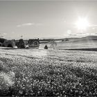 Abendsonne am Rapsfeld - Monochrom