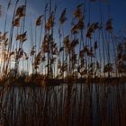 Abendsonne am Rotter See