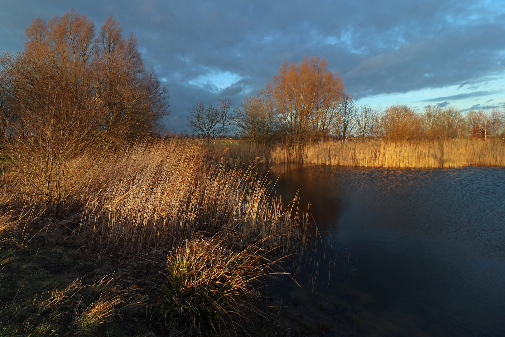 Abendsonne am Schilfufer