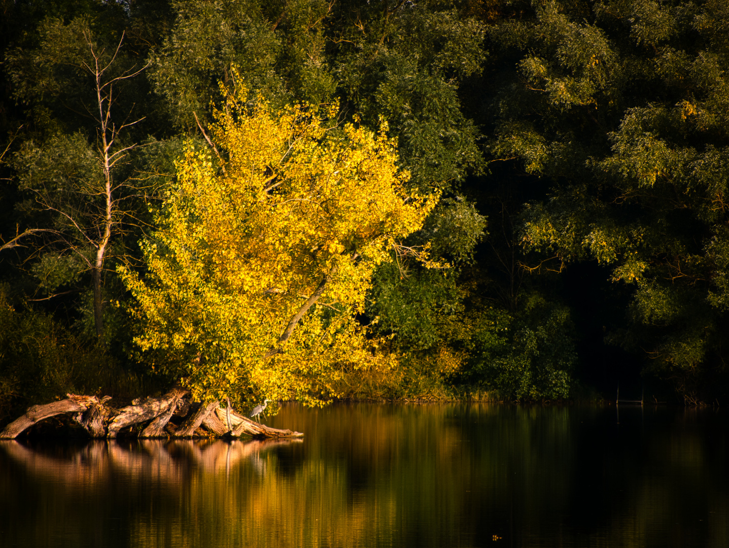 Abendsonne am See