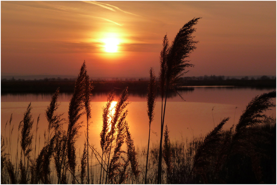 Abendsonne am See